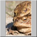 Bufo bufo - Erdkroete 08.jpg